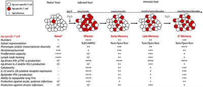 Defining Memory CD8 T Cell